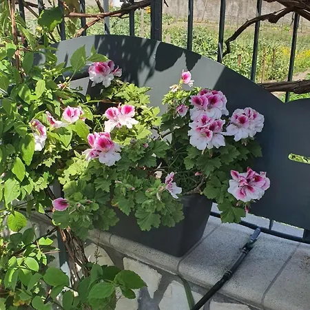 E S S E N T I A L شقة *