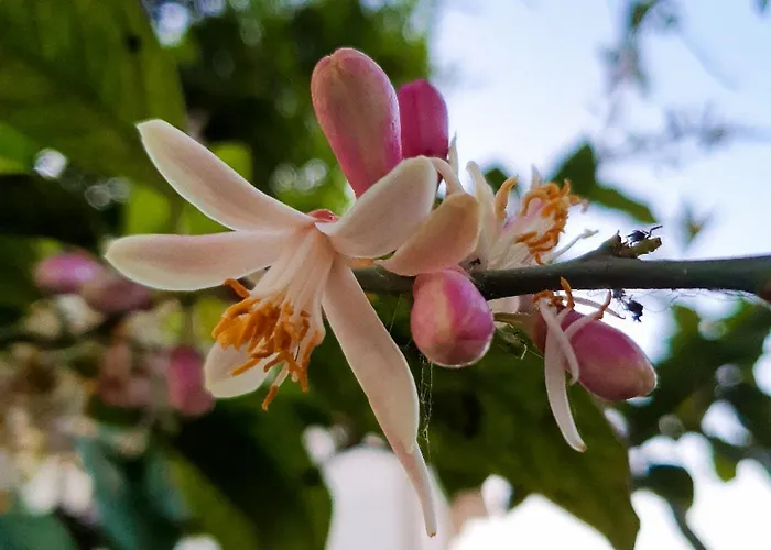 E S S E N T I A L Lägenhet Pompeji